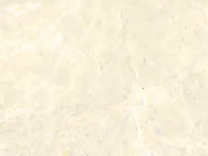 白玉兰